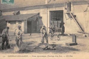 Flambage d'un porc - Ferme agronomique 1905